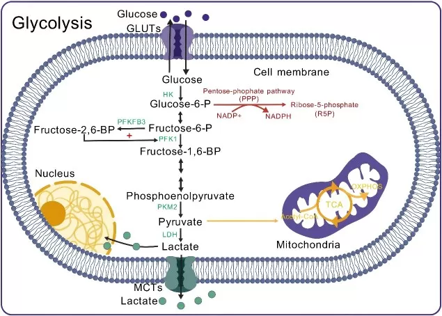 Aerobic glycolysis in immune cells